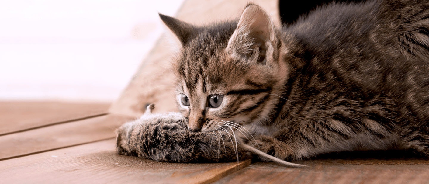 Kitten Bringing Home Prey