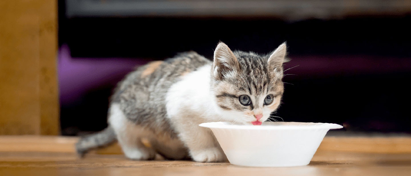 Whiskas Cat Food For Cats & Kittens