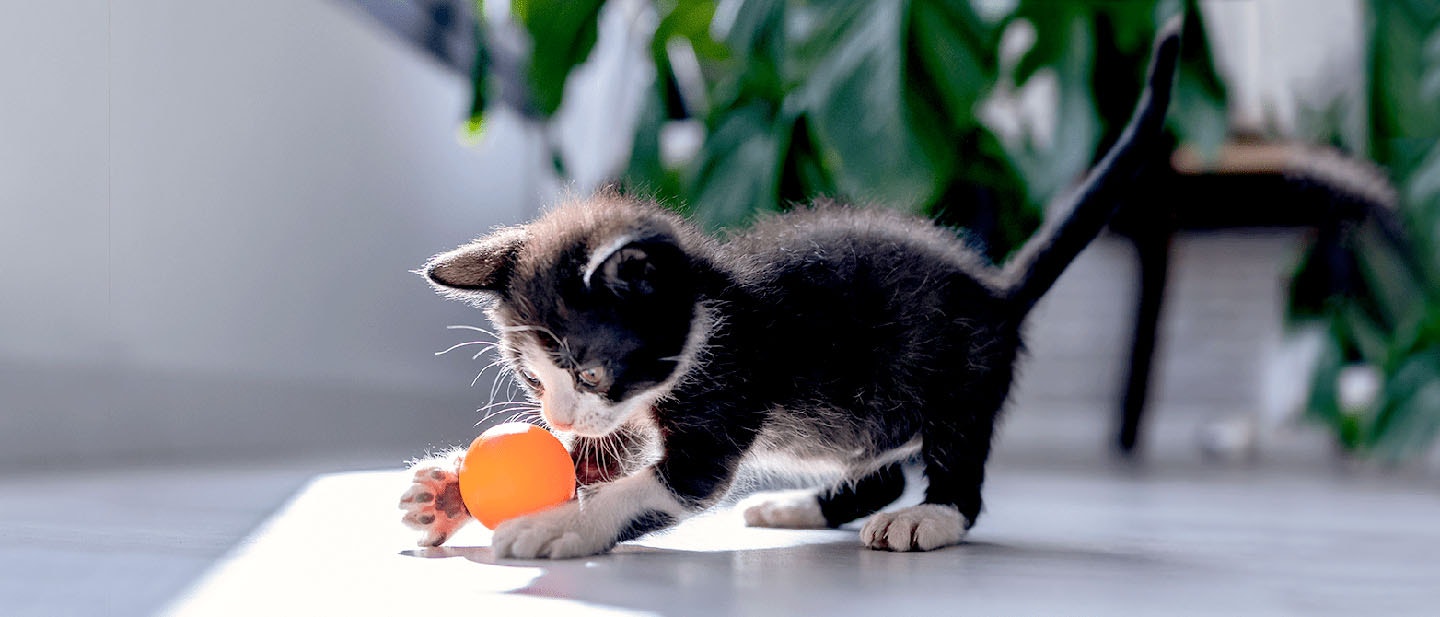 How to Play with Your Kitten: 5 Fun Games & Tips