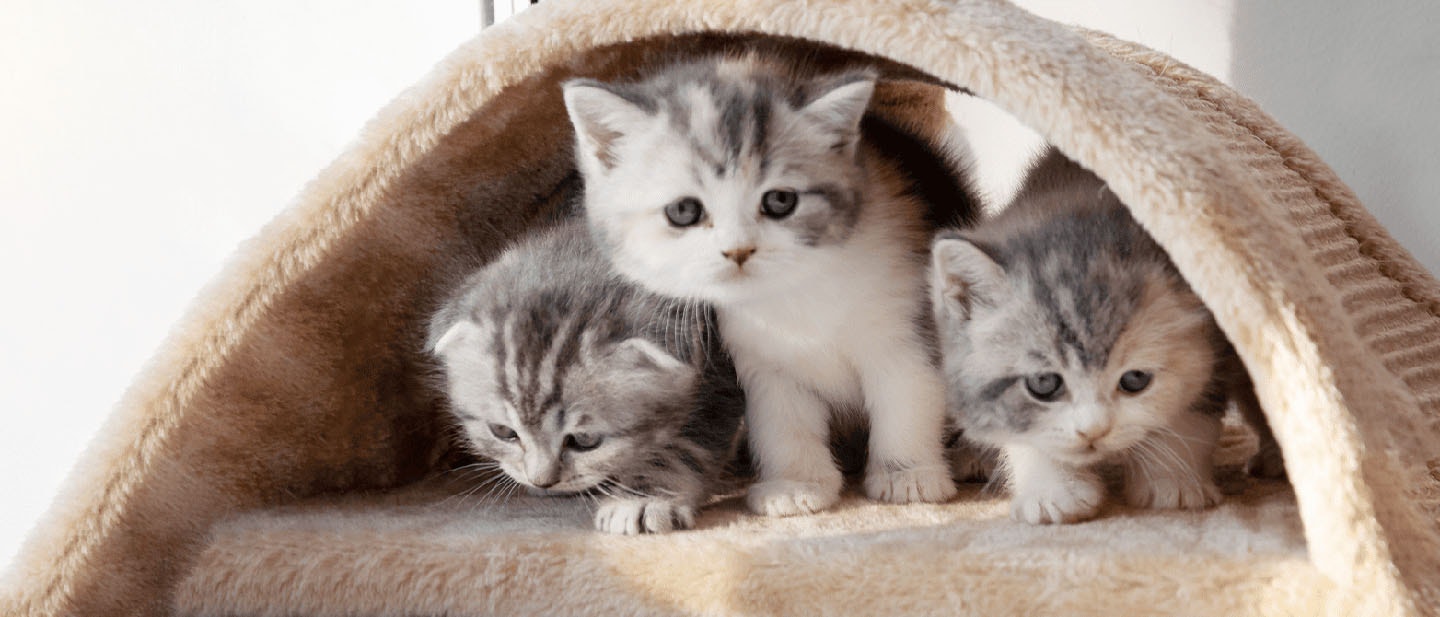 Learning and Development in Kittens