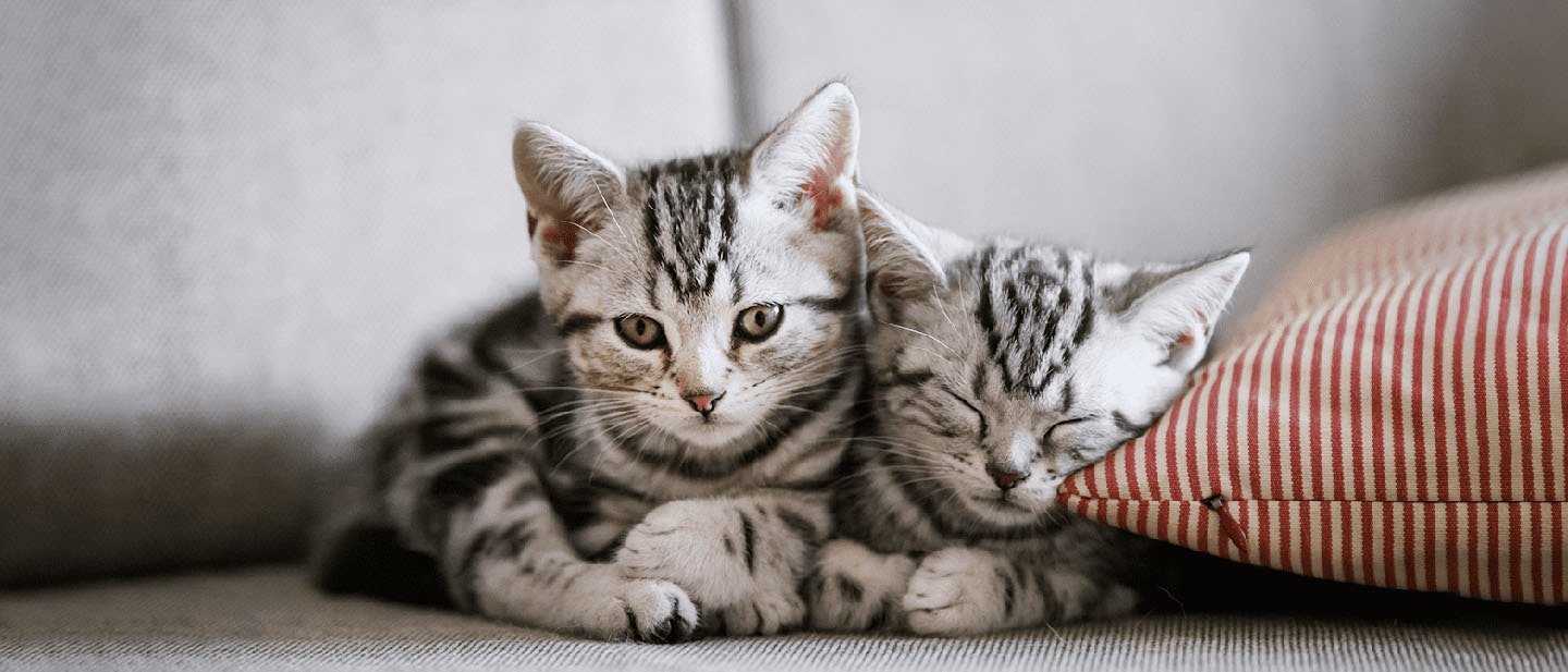 Cat Social Behavior - Shy, Playful, Aggressive & More