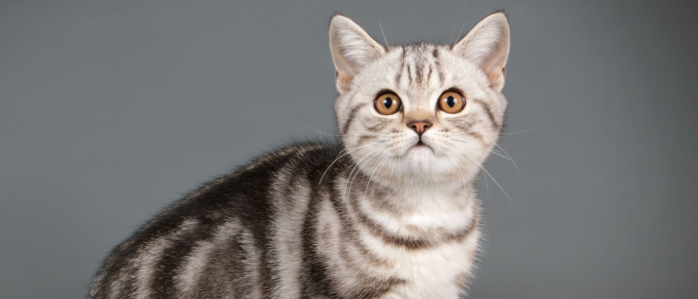 American Shorthair Cat