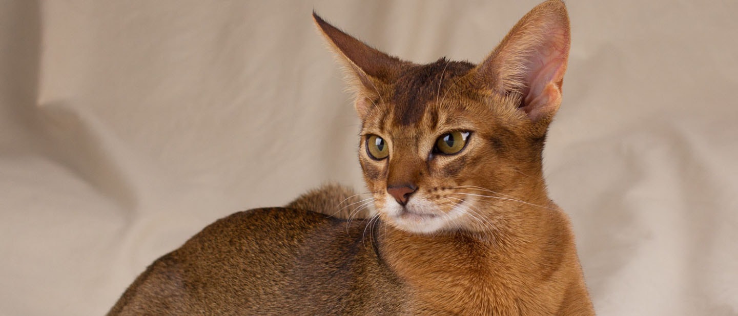 Abyssinian Cat
