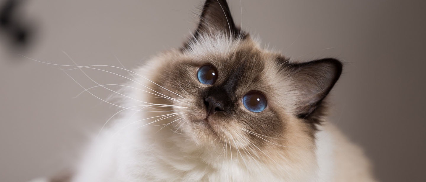 Birman