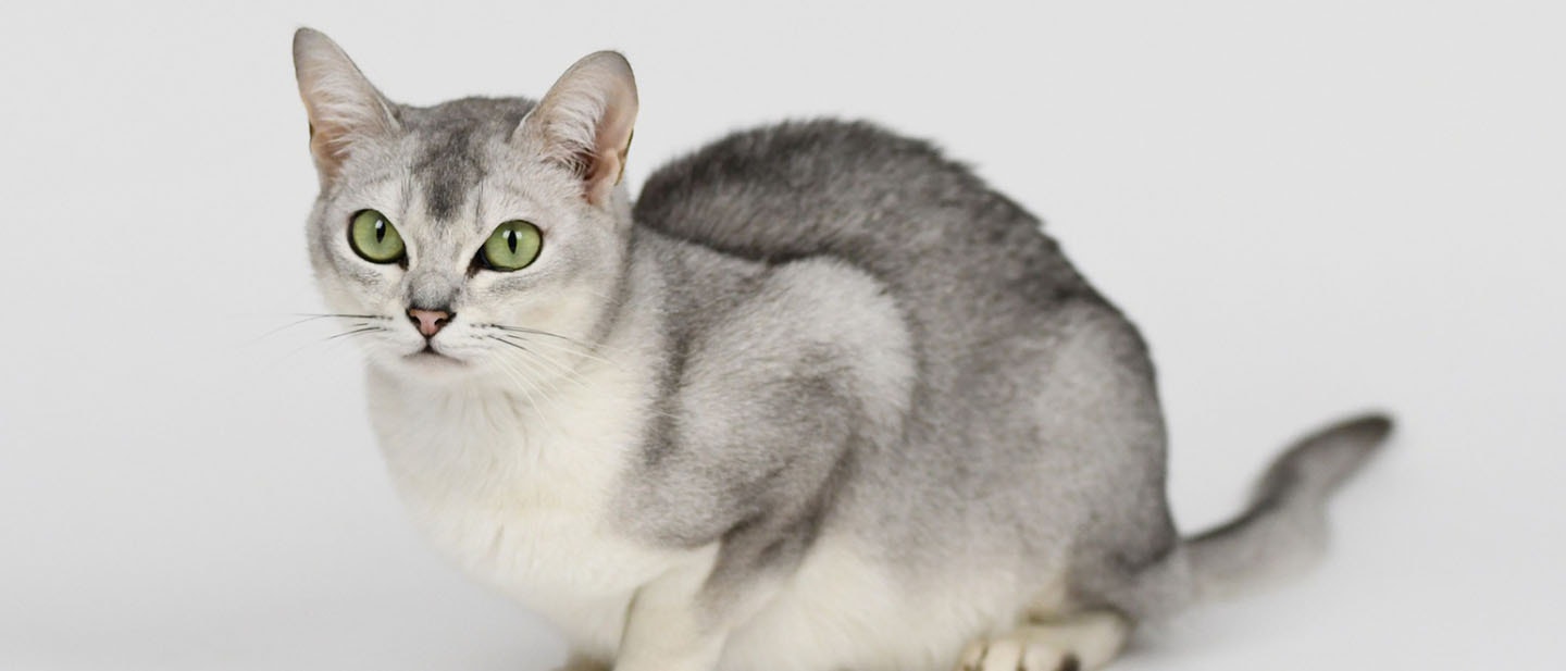 Burmilla