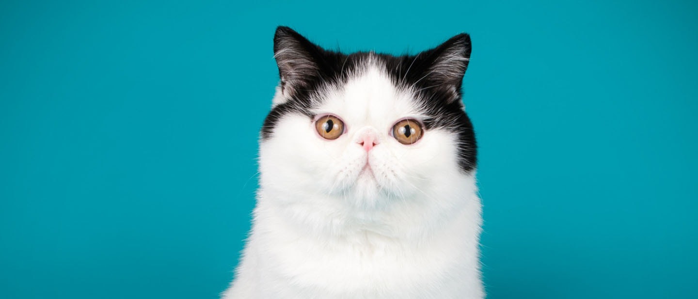 Exotic Shorthair