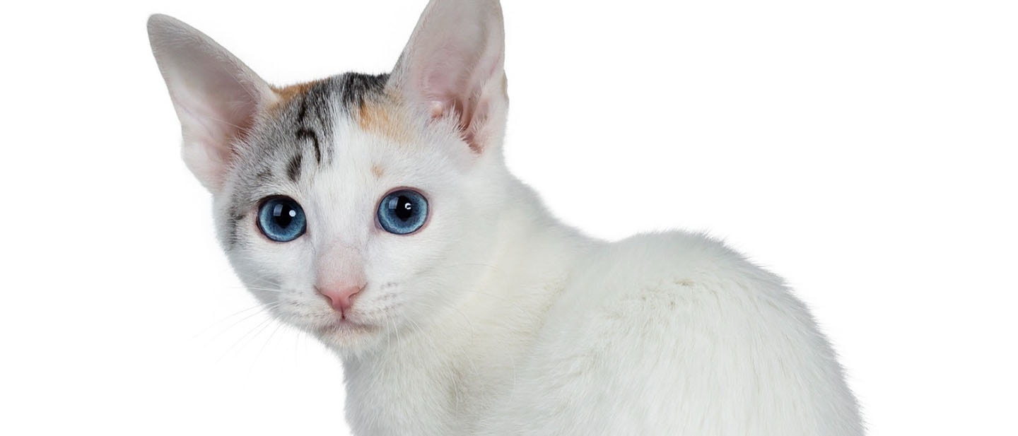 Japanese Bobtail Cat