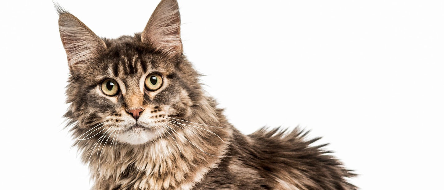 Maine Coon Cat