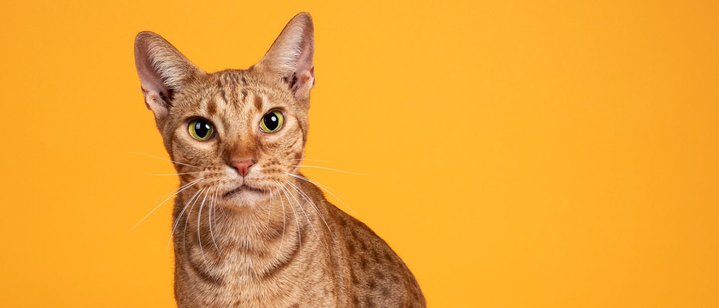 Ocicat