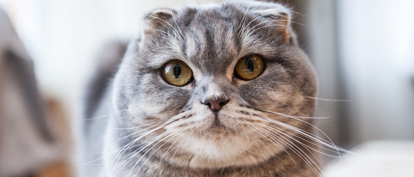 Scottish Fold Cat