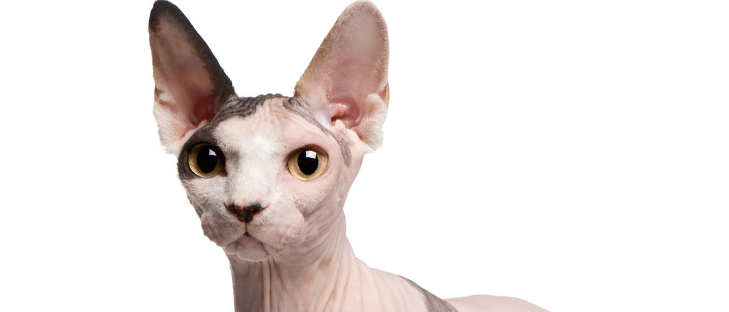 Sphynx