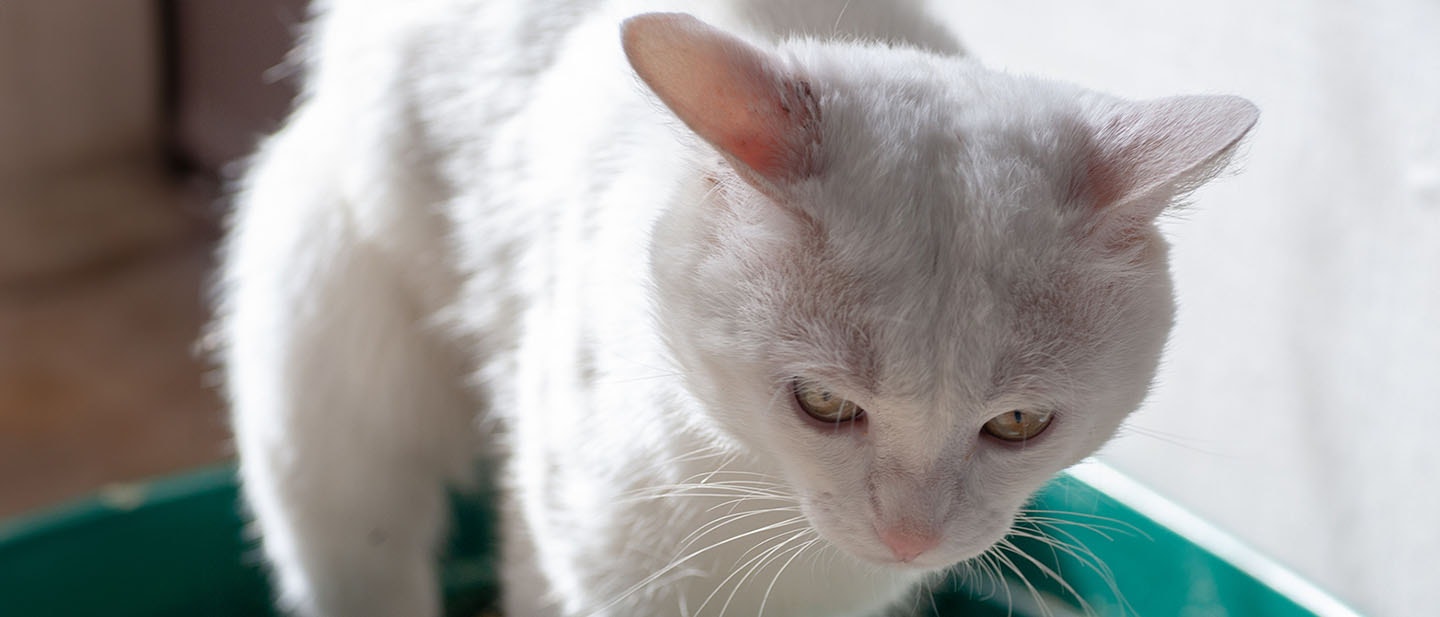 Cat Constipation: A Comprehensive Guide to Causes, Symptoms, and Treatment