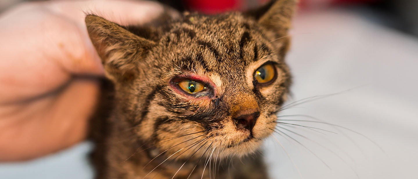 Cat Eye Diseases