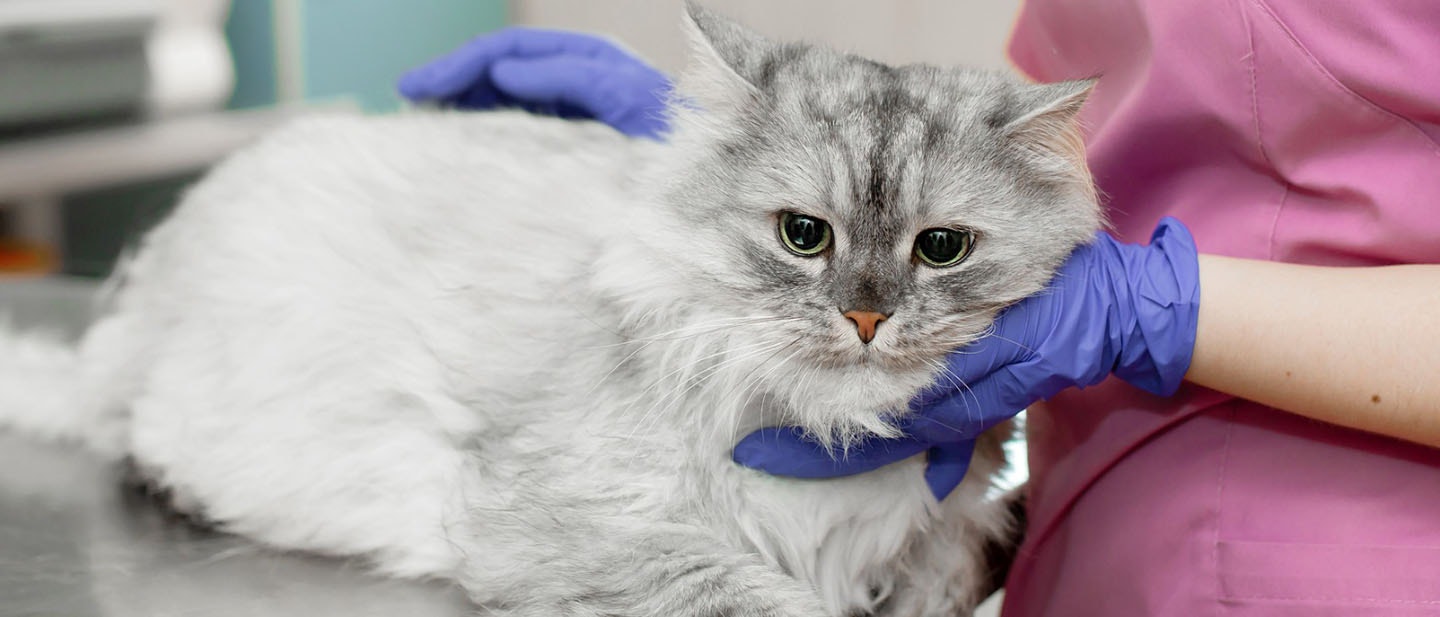 Common Health Issues In Senior Cats