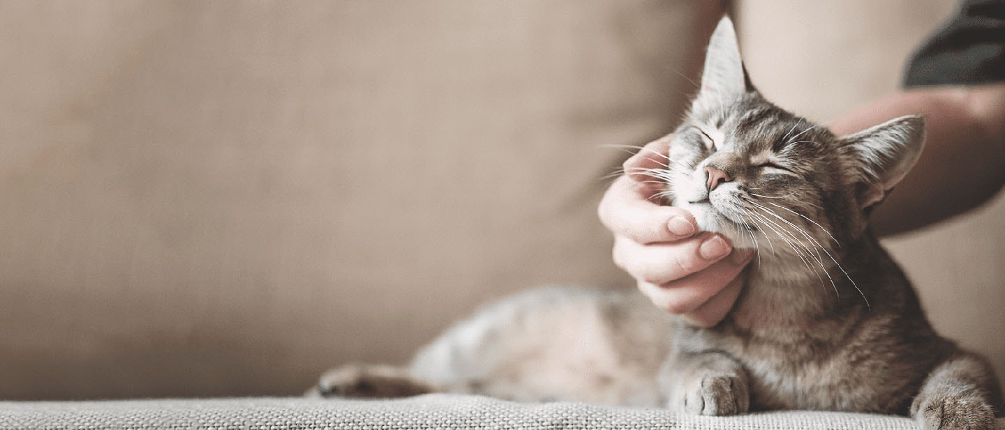 Cat Behavior: Understand Your Cat's Body Language & Emotion