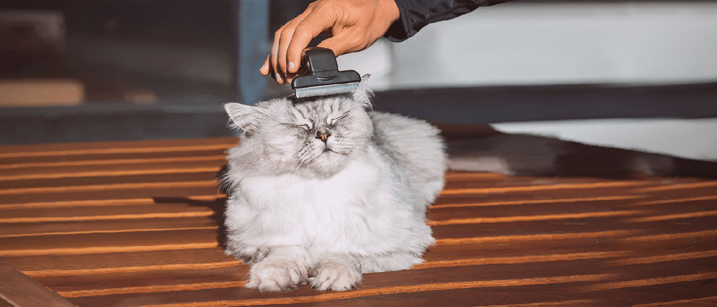 Tips for Keeping a Cat's Eyes and Ears Healthy