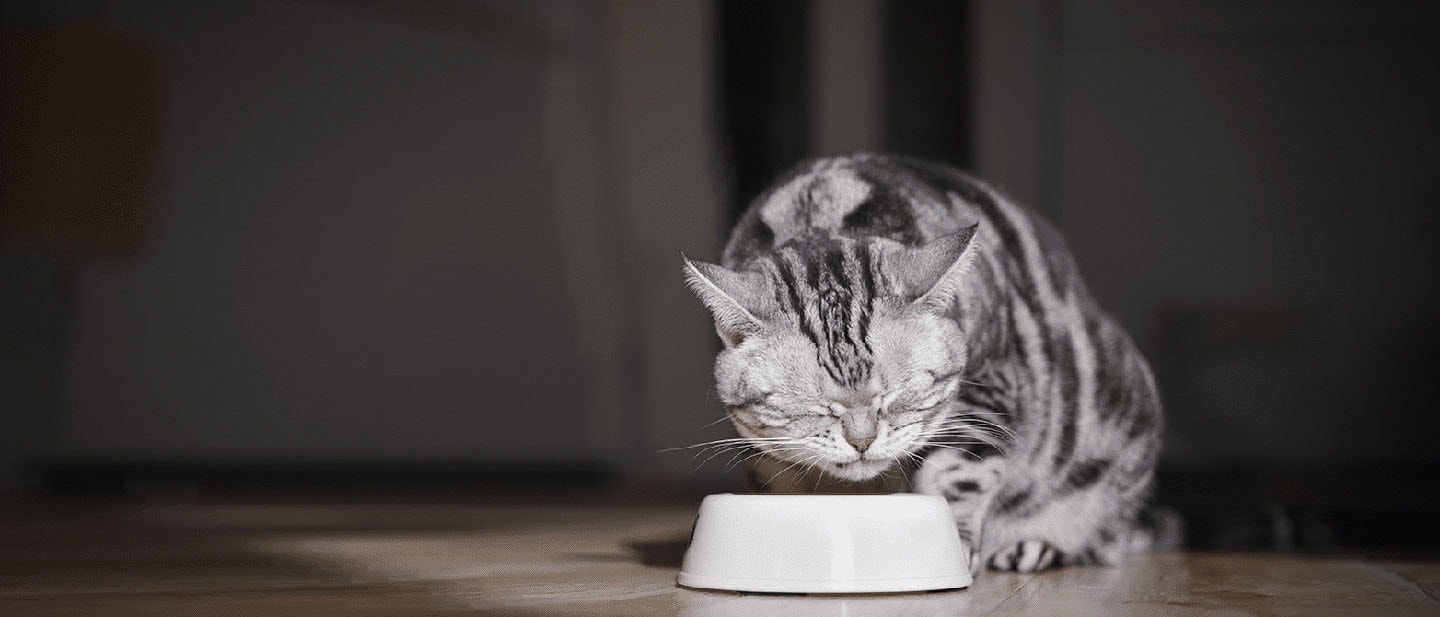 A gray and black striped cat eating from a white bowl