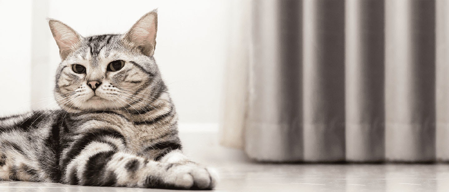 Understanding Healthy Cat Weight