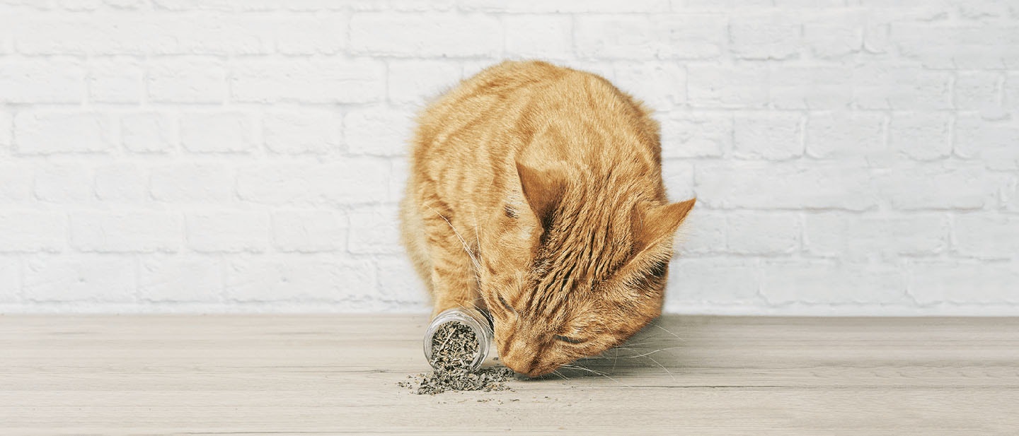 What is Catnip And What Does it do to Cats
