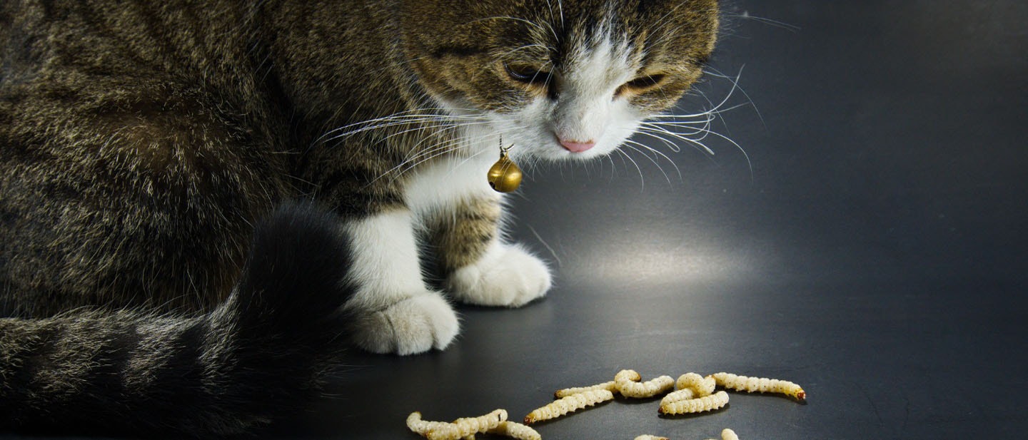 Types of Cat Worms, Its Symptoms And Treatments