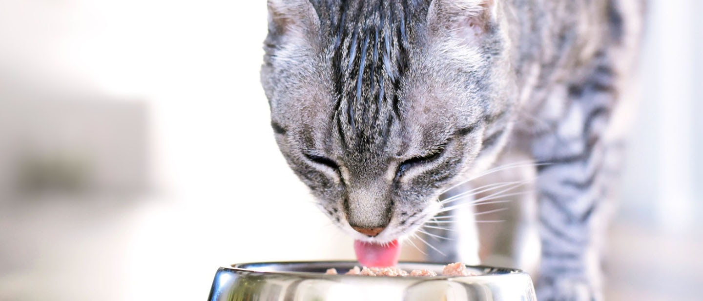 Food For Aging Cats