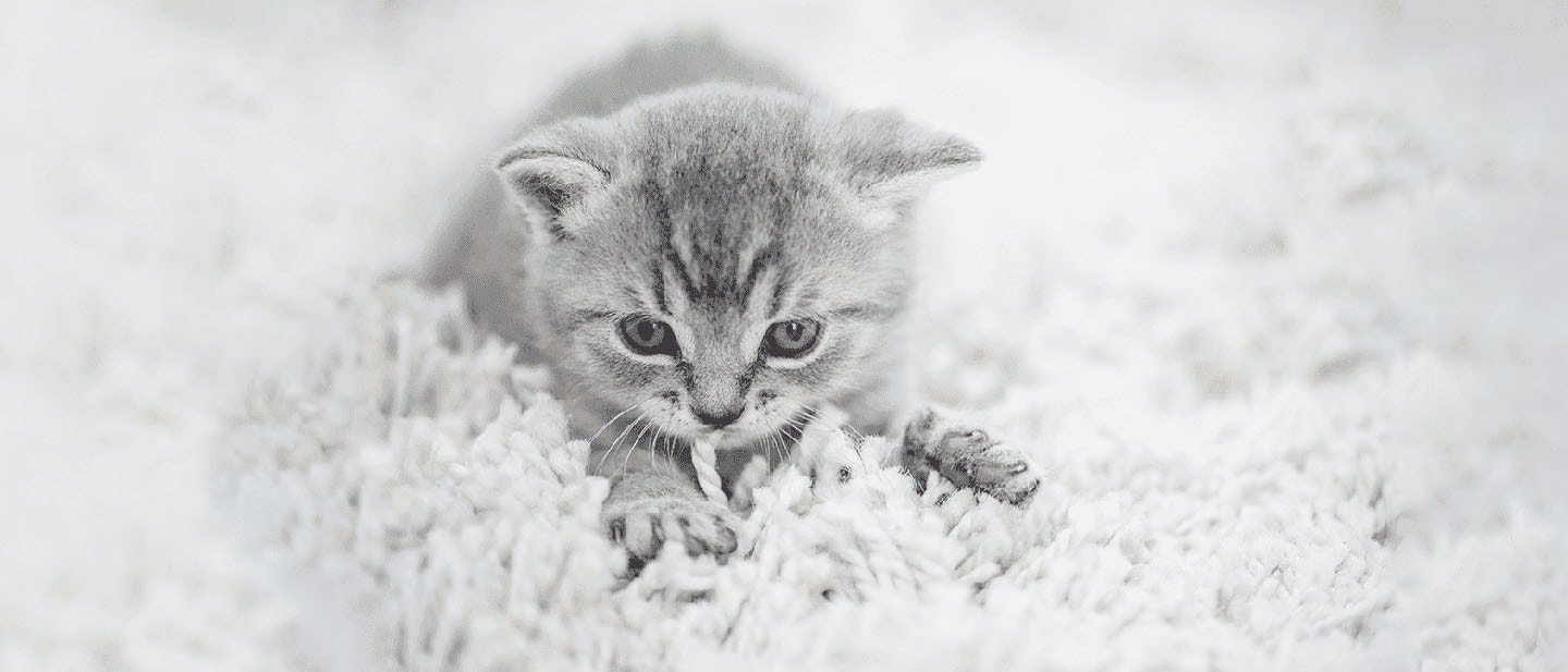 Cat Kneading: Why do Cats Knead