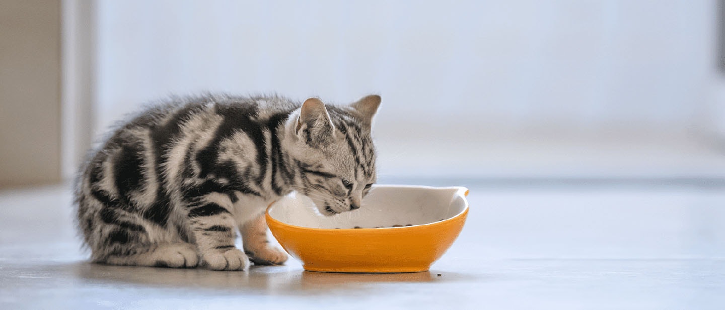 Cat Eating Dry Food