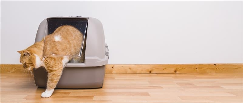 Orange tabby cat stepping out of a covered litter box onto a wooden floor