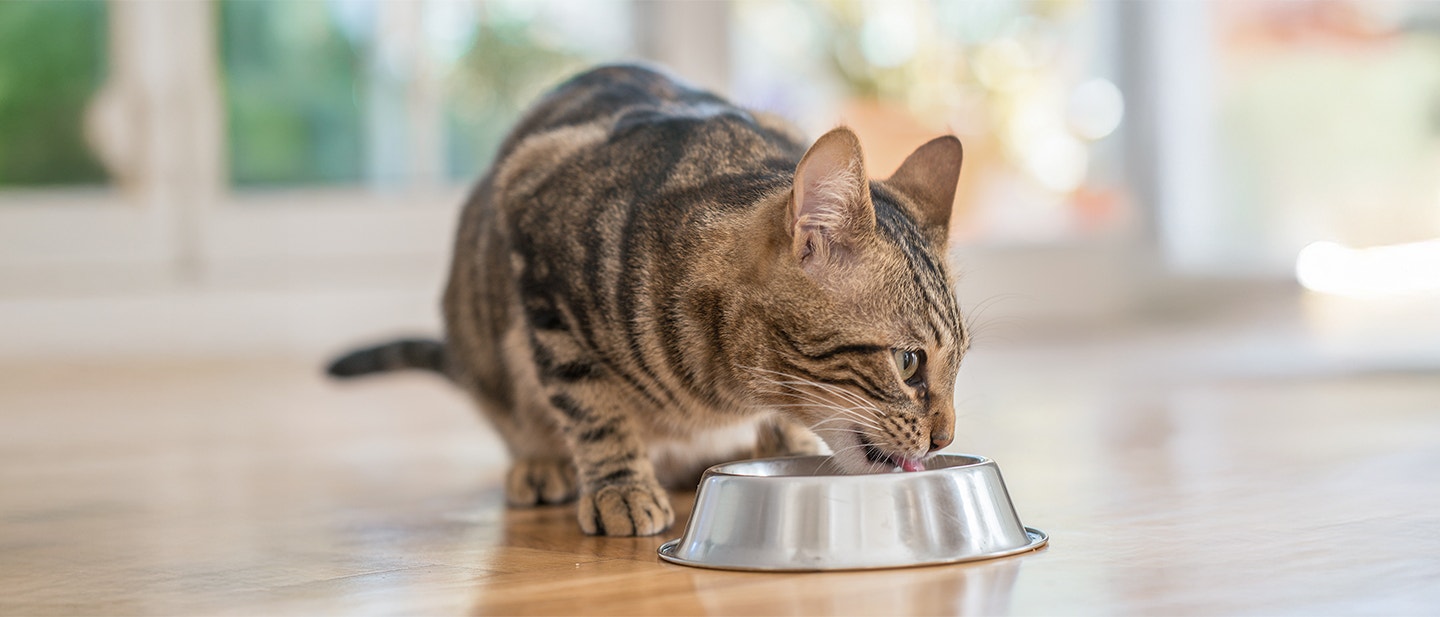 Brown tabby cat drinking from a stainless-steel food bowl indoors on a wooden floor