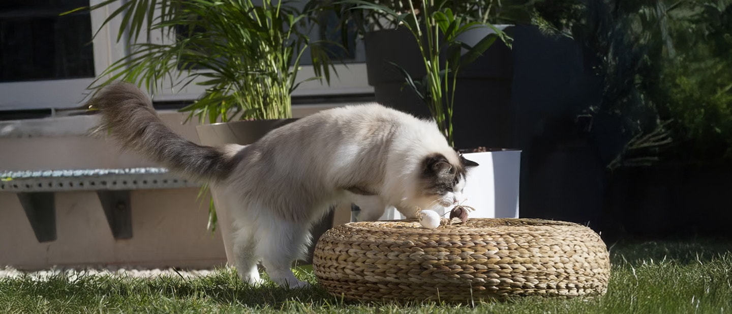 Ragdoll cat curiously sniffing on woven outdoor furniture in a garden