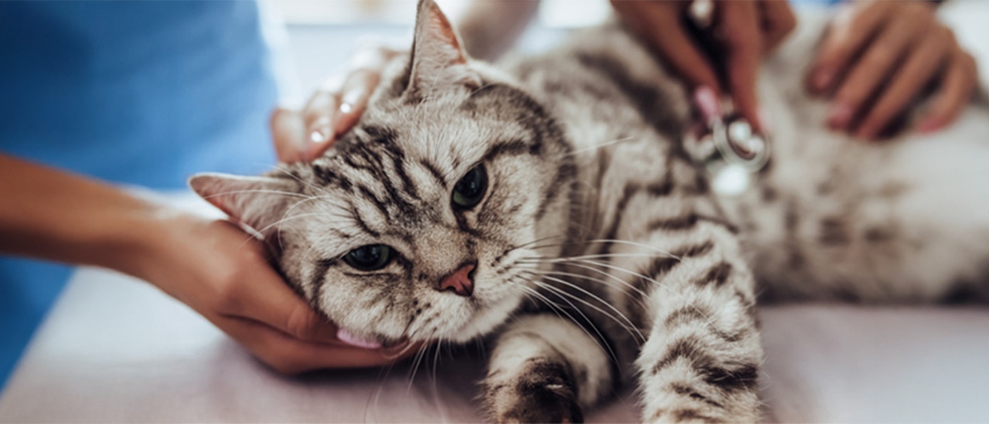 Gray tabby cat lying down on a veterinary examination table, being examined with a stethoscope.