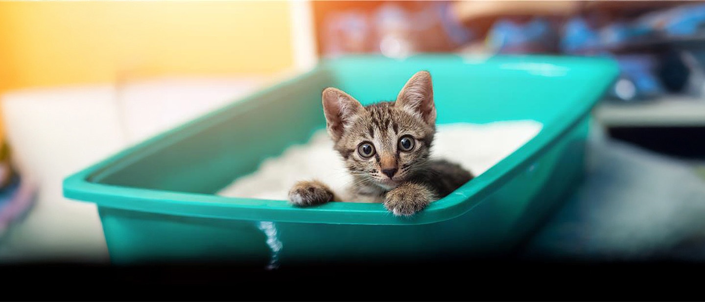 Kitten in a litter box experiencing diarrhea