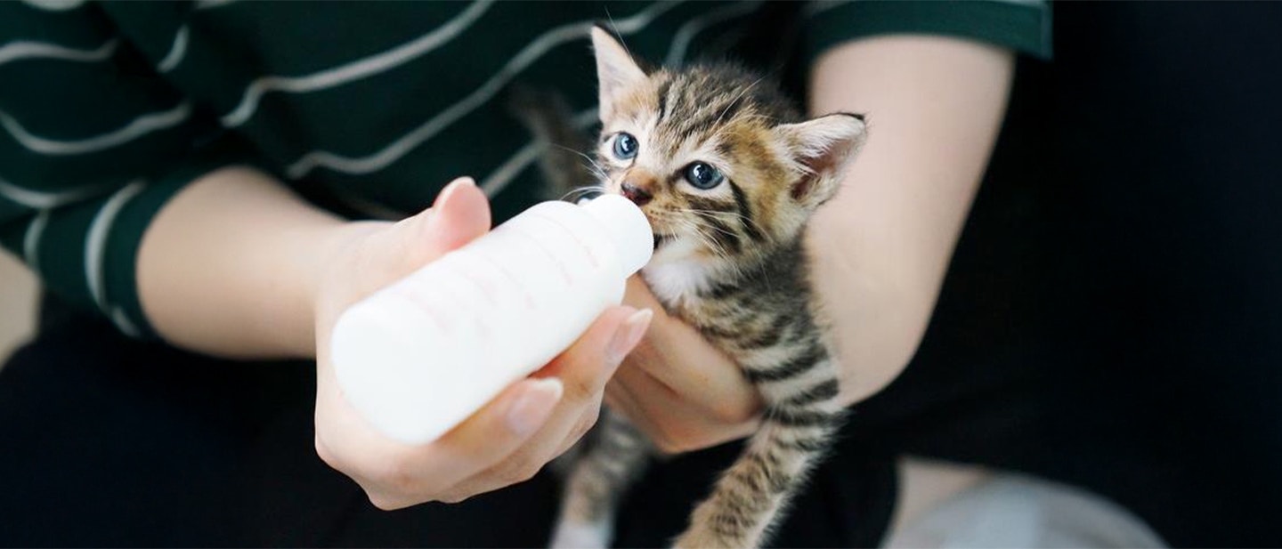 Close-up of a tiny kitten being bottle-fed with kitten milk replacer.