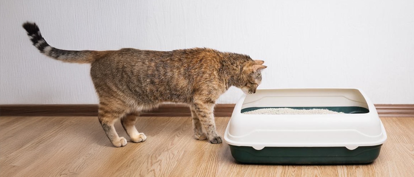 Tabby cat inspecting a litter box on a wooden floor
