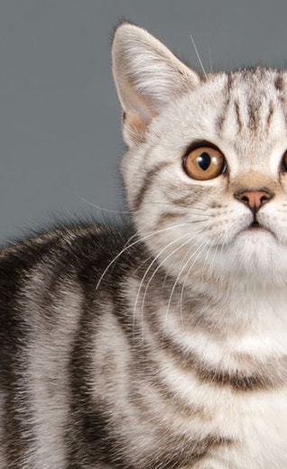 New Cat Breeds: Discover the Most Unique Feline Friends Today