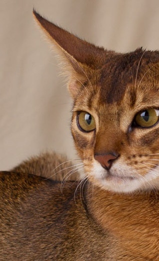 Cat Breeds A-Z: Discover Diverse Feline Friends