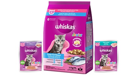 Kitten Food Image