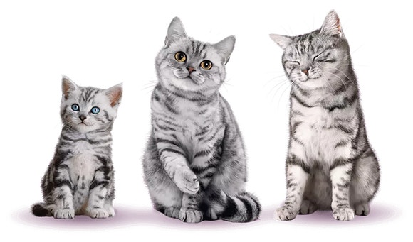 Cat food for different life stages