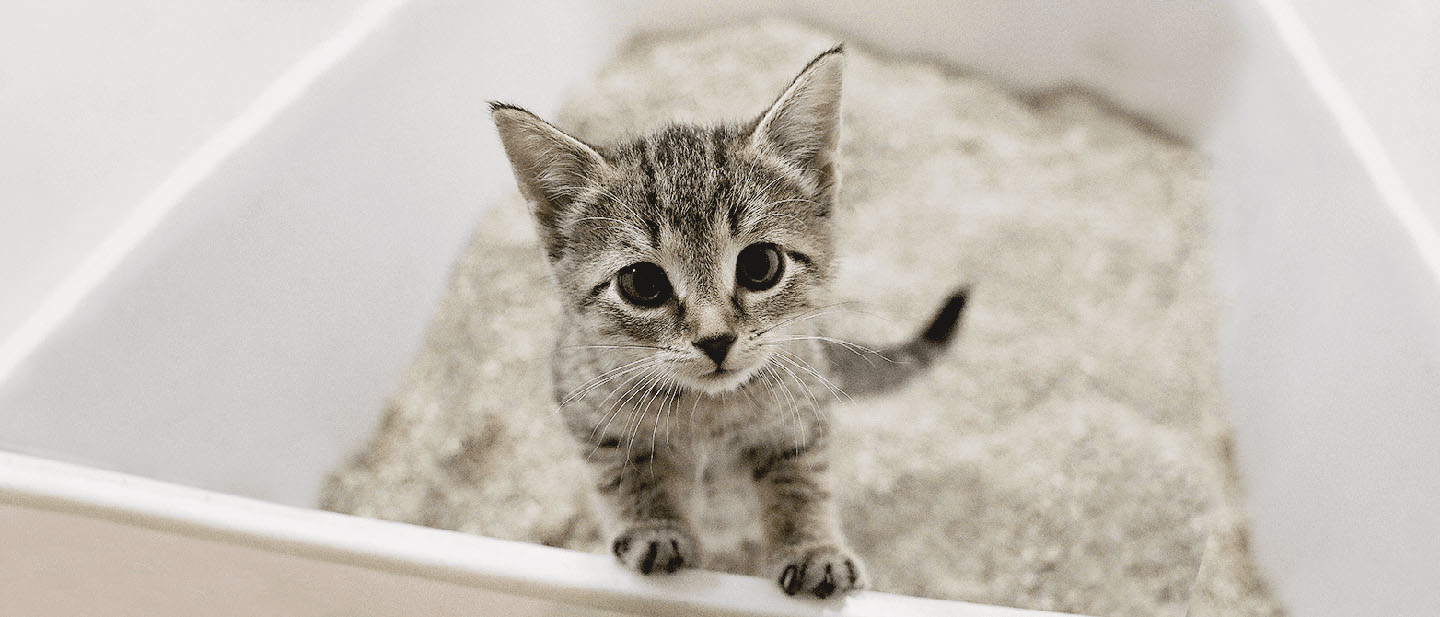 How to Potty Train an Adult Cat: Easy Steps for Success