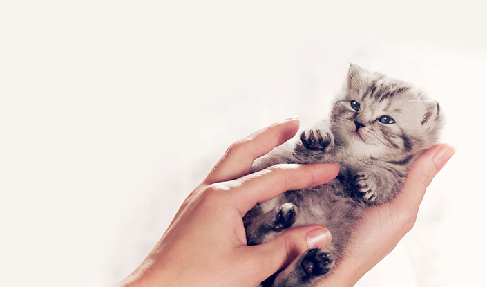 cats purr more