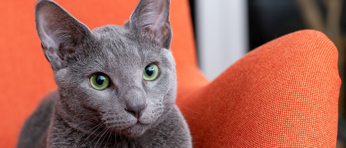 Russian Blue Cat Breed Information - WHISKAS® Phillipines