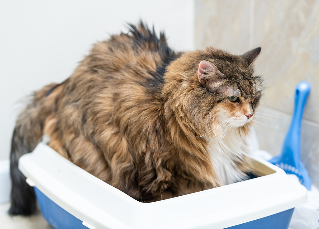 Cat Constipation: A Comprehensive Guide to Causes, Symptoms, and Treatment
