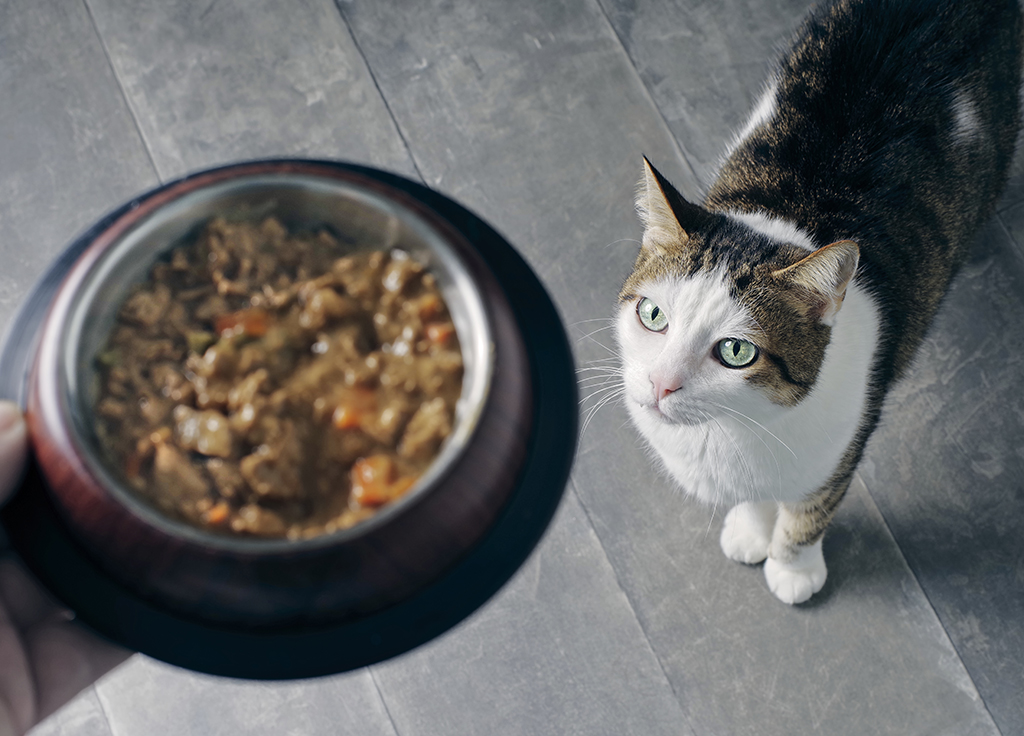 Cat Constipation: A Comprehensive Guide to Causes, Symptoms, and Treatment