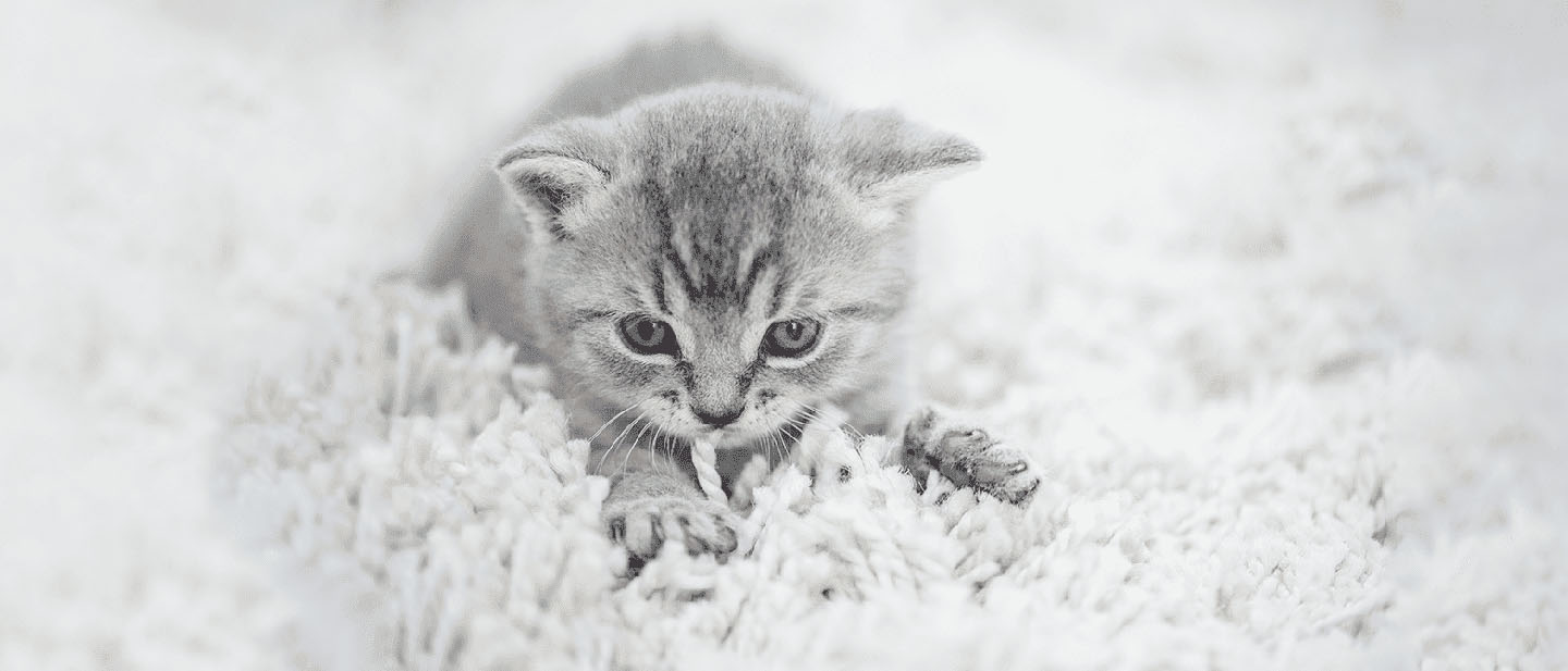 Image showcasing Cat Kneading: Why do Cats Knead? WHISKAS® Philippines
