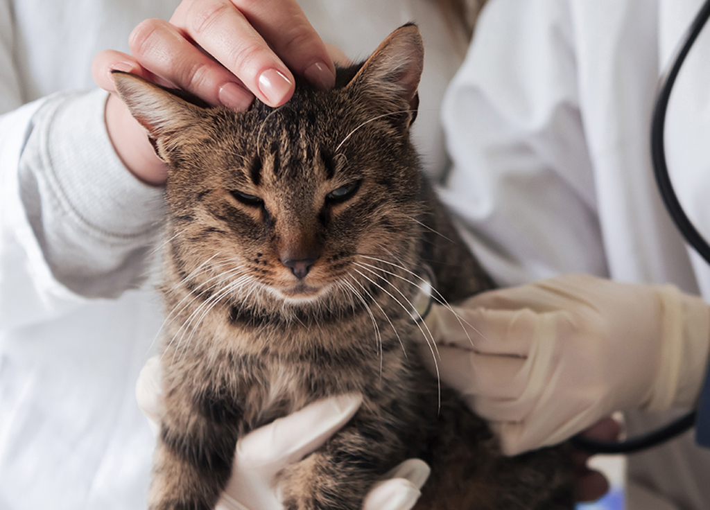 Cat Cold: Symptoms & Treatment
