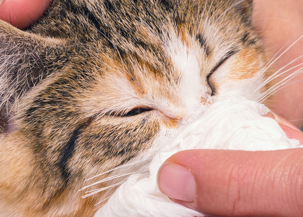 Cat Cold: Symptoms & Treatment