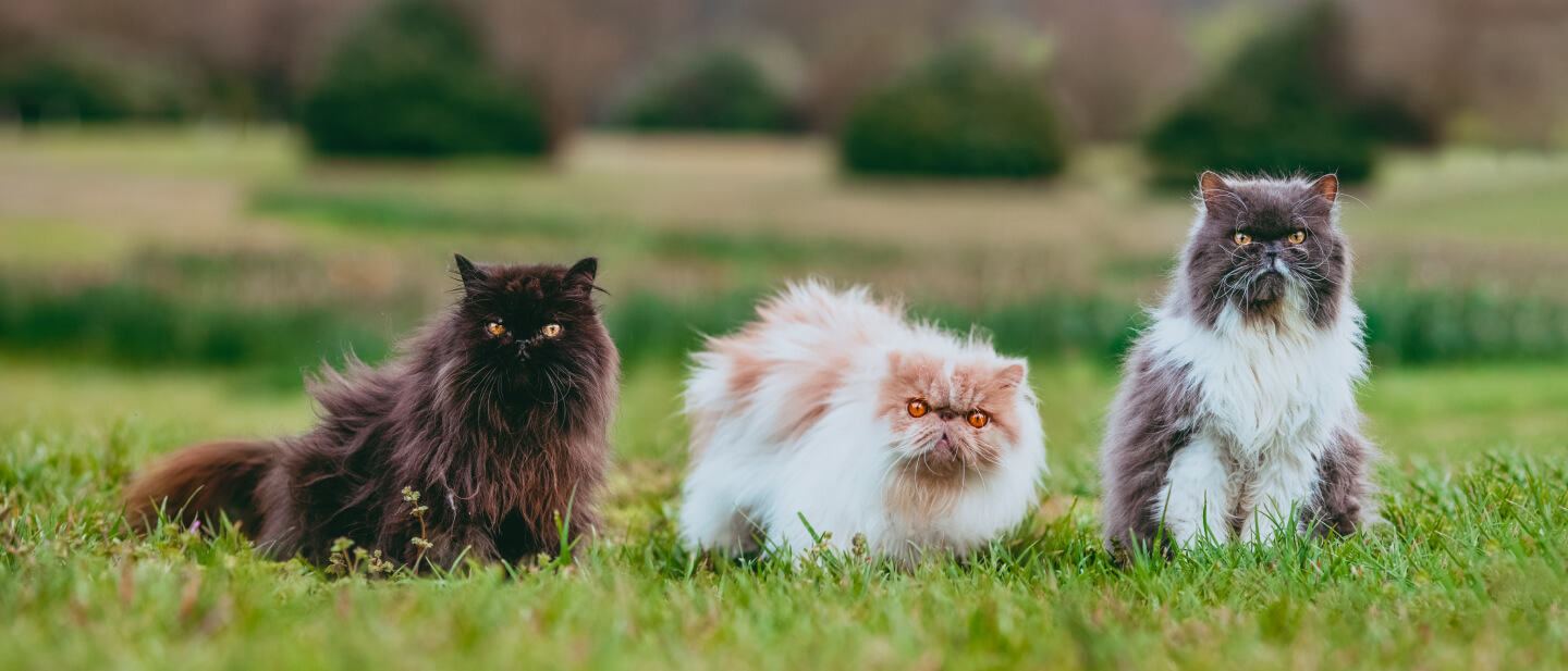 three persian cats on a field